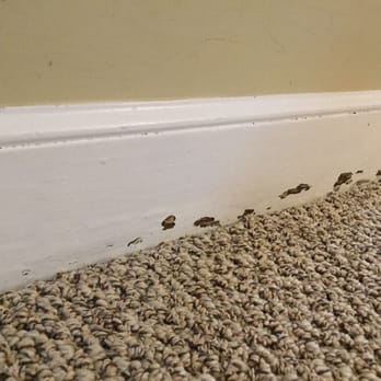 Empire Today - Carpet Installation Near Me