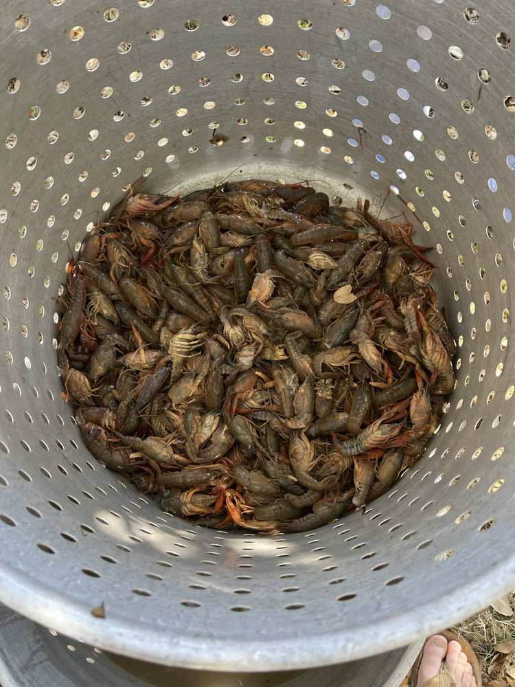 CAYENNE KEVIN CAJUN CATERING & LIVE CRAWFISH SALES Updated September