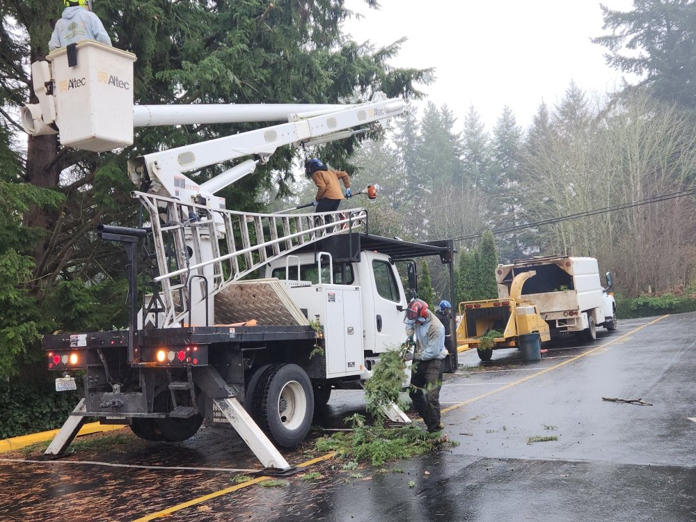 High Quality Tree Service - tree service in Lynnwood, WA
