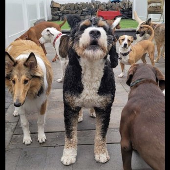 All For The Wag - Pet Sitting Near Me