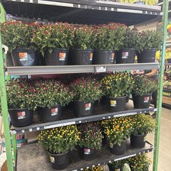 ALDI - Get your mums early, these are budding haven't bloomed fully yet.