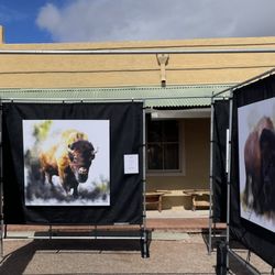 Tubac Festival of the Arts - Tubac Festival of the Arts February 7-11, 2024