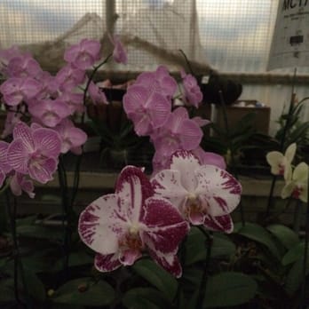 Norman's Orchid Nursery - Gorgeous color - Nurseries & Gardening Near Me - Montclair, California Norman's Orchid Nursery - Gorgeous color - Nurseries & Gardening Near Me - Montclair, California
