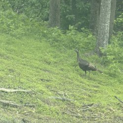 West Meade Waterfall - Wild turkey getting fat for the holidays