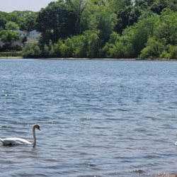 Ronkonkoma Town Beach - Swans always chilling here love it