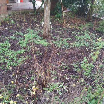 Seahawk Lawn Service - Before cleanup - Landscaping Near Me