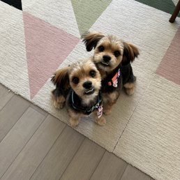 Good day at the groomers!
