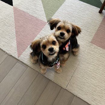 Quality Pet Spot Willow Glen - Good day at the groomers! - Pet Groomers Near Me - San Jose, California