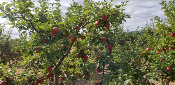 Bells Orchard by null