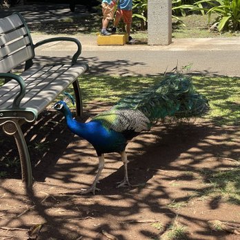 Honolulu Zoo - peacocks near the dining area - Zoos Near Me - Honolulu, Hawaii Honolulu Zoo - peacocks near the dining area - Zoos Near Me - Honolulu, Hawaii