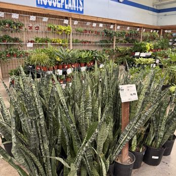 Star Nursery - House plants - Nurseries & Gardening Near Me - Las Vegas, Nevada Star Nursery - House plants - Nurseries & Gardening Near Me - Las Vegas, Nevada