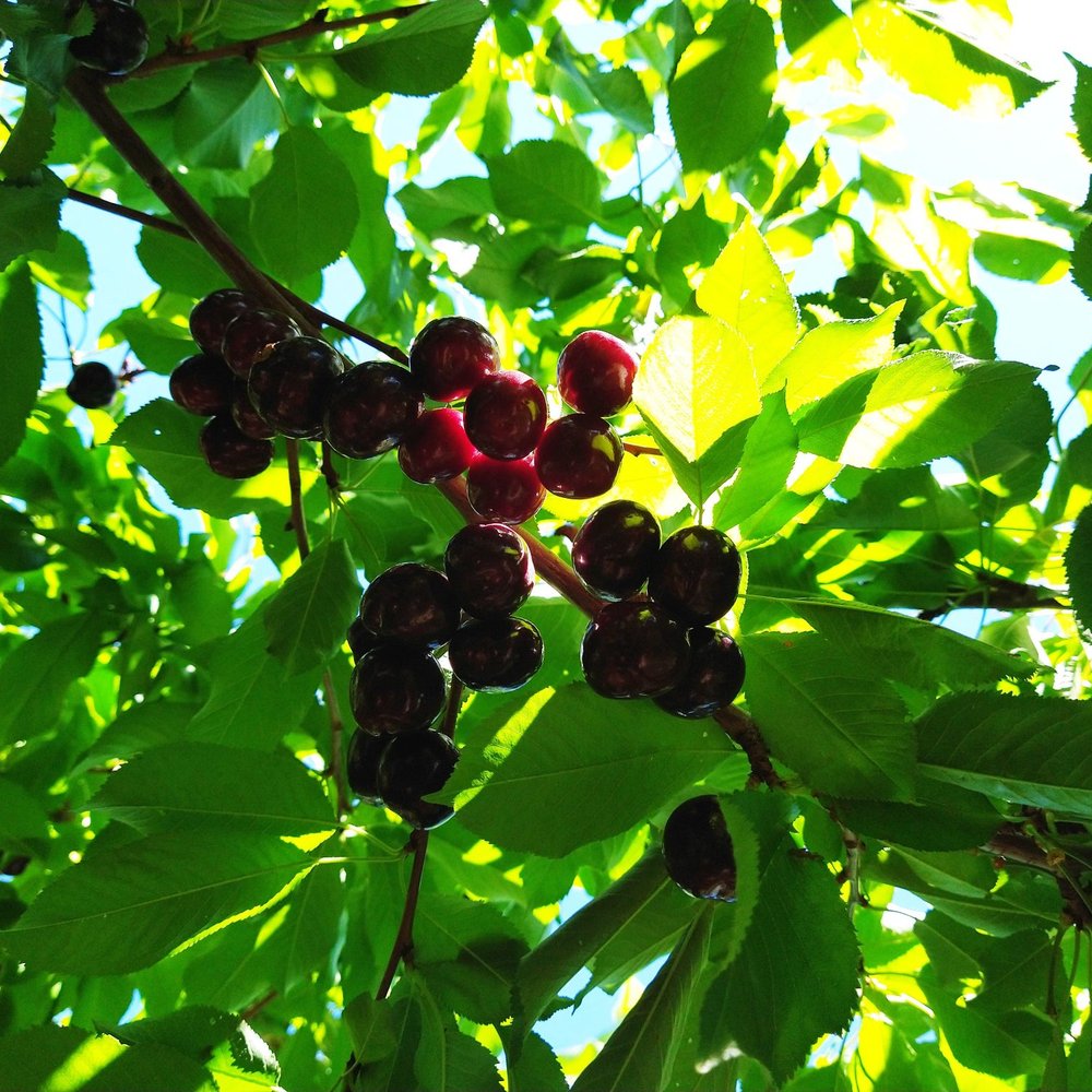 Cherry Time - Pick Your Own Farms Near Me - Brentwood, California Cherry Time - Pick Your Own Farms Near Me - Brentwood, California