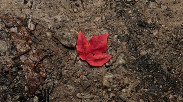 Fundy National Park Of Canada by null