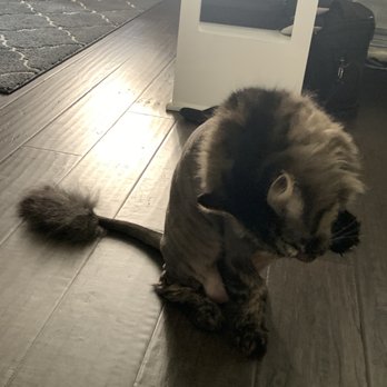 VIP Grooming - Lion cut 9/1/21 - Pet Sitting Near Me - Huntsville, Alabama
