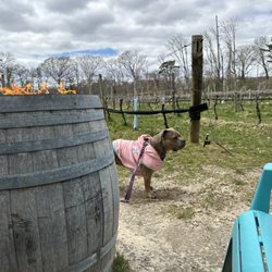 Loughlin Vineyard - Comfy outside area