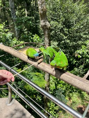 Parque das Aves by null