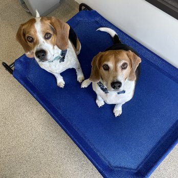 Valley Pet Hotel - Pet Boarding Near Me - Rialto, California Valley Pet Hotel - Pet Boarding Near Me - Rialto, California