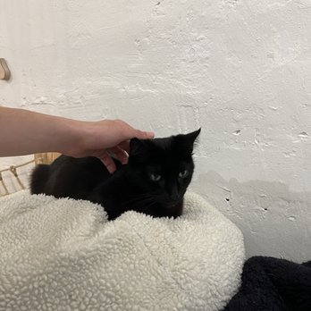 KitTea - Pet Adoption Near Me - San Francisco, California