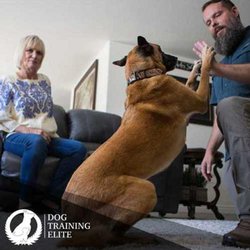 Dog Training Elite The Woodlands