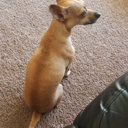 She listened to her sit command