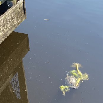 Eldridge Park - turtle! - Parks Near Me - Sugar Land, Texas