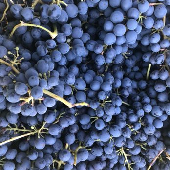 Rhizos Viticulture - Syrah - Business Consulting Near Me