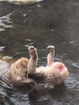 Jigokudani Yaen-Koen by null