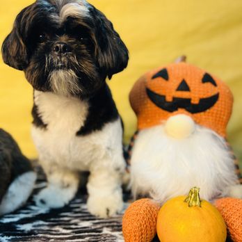 Danielle Grooms - Haircut - Pet Groomers Near Me - Colorado Springs, Colorado Danielle Grooms - Haircut - Pet Groomers Near Me - Colorado Springs, Colorado