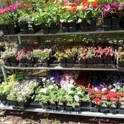 Chesapeake Hardware True Value - Beautiful annual plants, flowers, vegetables, and herbs.