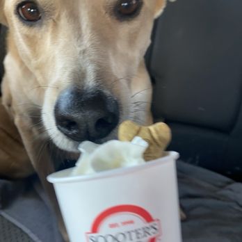 Scooter's Coffee - Pup Cup - Breakfast & Brunch Near Me - Gilbert, Arizona