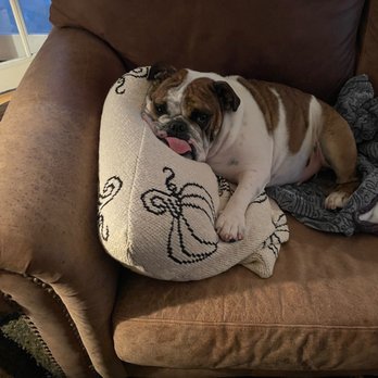 Healthy Spot - Long Beach - Pet Sitting Near Me - Long Beach, California Healthy Spot - Long Beach - Pet Sitting Near Me - Long Beach, California