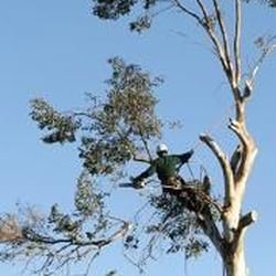 Sam's Tree Service