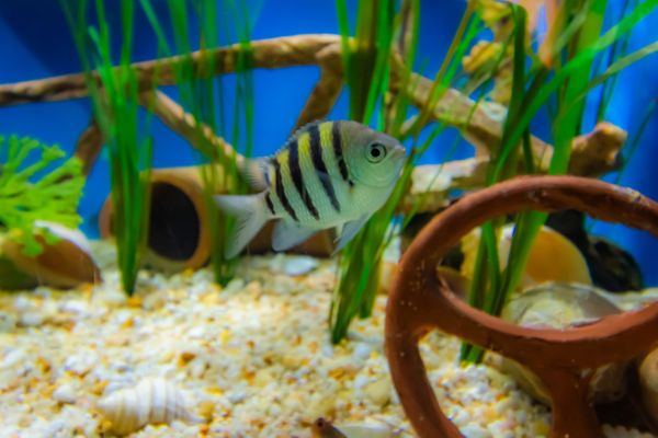 Woods Hole Science Aquarium by null