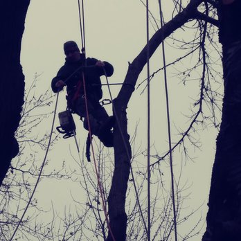 Kerns Tree - Tree Services Near Me Kerns Tree - Tree Services Near Me