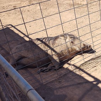 GHOST RANCH EXOTICS AND FUNNY FOOT FARM - Updated March 2026 - 56 ...