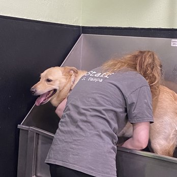Green Dog Wash - Zoey behaving while the tech clips her nails - Pet Groomers Near Me - Tampa, Florida