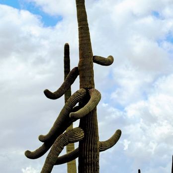 Arizona-Sonora Desert Museum - Beautiful and strange! - Museums Near Me - Tucson, Arizona