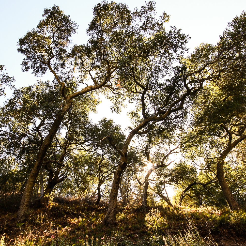 Malibu Phoenix - Gorgeous trees - Venues & Event Spaces Near Me - Malibu, California