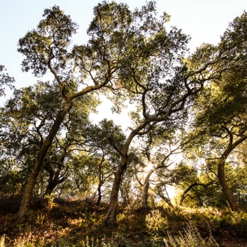 Malibu Phoenix - Gorgeous trees - Venues & Event Spaces Near Me - Malibu, California