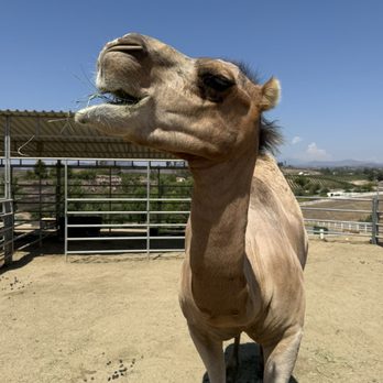 Sugarplum Zoo - Camel - Chocolatiers & Shops Near Me - Temecula, California Sugarplum Zoo - Camel - Chocolatiers & Shops Near Me - Temecula, California