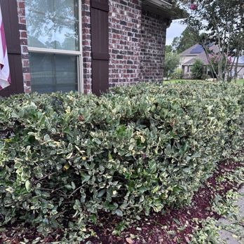 Altman Landscaping - Front hedge trimming - Landscaping Near Me