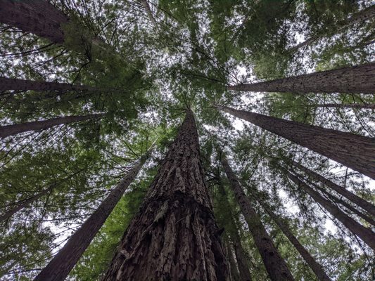 Navarro River Redwoods State Park by null