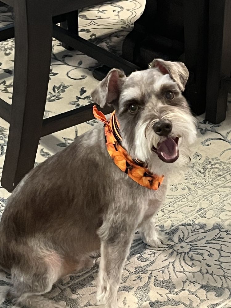 LINWOODD GROOMING + PET RESORT Updated May 2024 43 Photos & 36