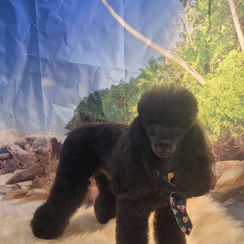 A Perfect Cut by Angie - Pet Groomers Near Me - Ocean Isle Beach, North Carolina A Perfect Cut by Angie - Pet Groomers Near Me - Ocean Isle Beach, North Carolina