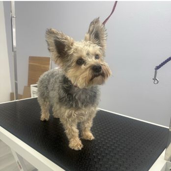 Luxe Pups - My fur baby - Pet Groomers Near Me - Chino, California Luxe Pups - My fur baby - Pet Groomers Near Me - Chino, California