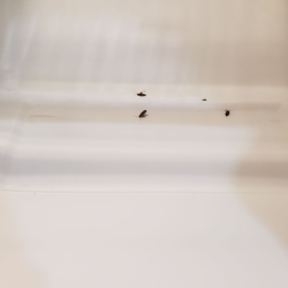 AMH - The joy of being a renter with American Homes For Rent. This company is a joke. - Property Management Near Me - Norcross, Georgia AMH - The joy of being a renter with American Homes For Rent. This company is a joke. - Property Management Near Me - Norcross, Georgia
