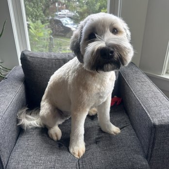 Clean Butts Pet Grooming - Pet Groomers Near Me - Chicago, Illinois Clean Butts Pet Grooming - Pet Groomers Near Me - Chicago, Illinois
