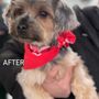 Photo of Spruced Up Pet Grooming