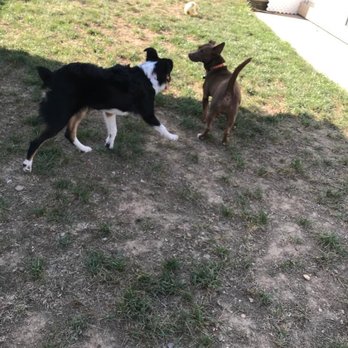 Golden Dog Hotel - Becky meeting other dogs - Pet Boarding Near Me - Centreville, Virginia Golden Dog Hotel - Becky meeting other dogs - Pet Boarding Near Me - Centreville, Virginia