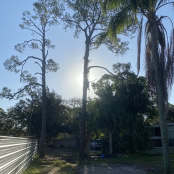 Triple A Tree Services - Before - Tree Services Near Me - Riverview, Florida Triple A Tree Services - Before - Tree Services Near Me - Riverview, Florida